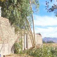 خرید چوب و هرس تخصصی درختان|خدمات باغبانی و درختکاری|قم, قلعه صدری|دیوار