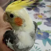 جوجه عروس هلندی