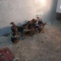 جوجه بوقلمون