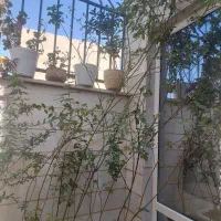 دوعدد گل رز بزرگ|گل و گیاه طبیعی|کرج, شهرک فهمیده|دیوار