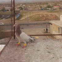 هفرنگ خطی ماده