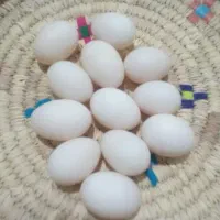 تخم مرغ محلی