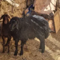 نر بره و قوچ هترو