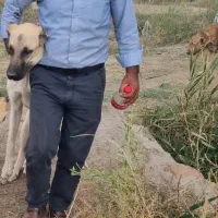 سگ گانگال|حیوانات|قره ضیاالدین, |دیوار