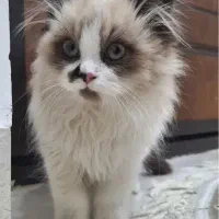 گربه رگدال پنج ماهه