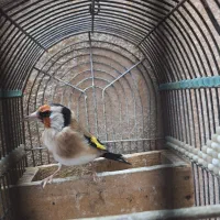 سهره|پرنده|اراک, |دیوار