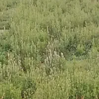 سلام بذر یونجه اصل عقیلی
