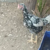 فروش مرغ و خروس