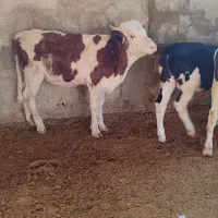 گوساله لاغر|حیوانات مزرعه|طسوج, |دیوار