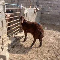 یک راس بره قوچی  ژن دار همو، بابرگه آزمایش معتبر