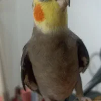 عروس هلندی|پرنده|آستارا, |دیوار