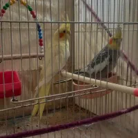 دو عدد عروس هلندی