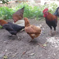 مرغ و خروس محلی تخمگذار جوان