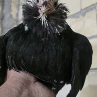 گلین فول کیفیت