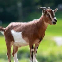 تعدادی بز زایده