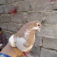 کفتر یال زرد