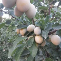 آلو|عمده‌فروشی|اسدآباد, |دیوار