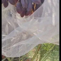 فسیل(پاجوش) سیاه بیزو