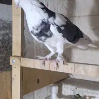 کفتر کبوتر پرنده