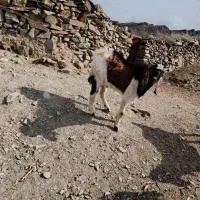 پاچن بزرگ قوحدک