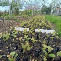 فروش نهال کیوی هایوارد طلایی