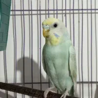 مرغ عشق ماده بالغ