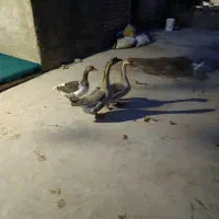 سالم وعالی|حیوانات مزرعه|نگین شهر, |دیوار