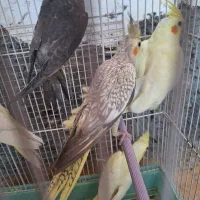 مرواریدی عروس هلندی لوتینو طوسی