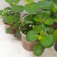 گل و گیاه