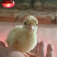 بوقلمون بیوتی