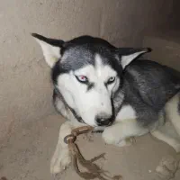 سگ هاسکی|سگ|عنبرآباد, |دیوار