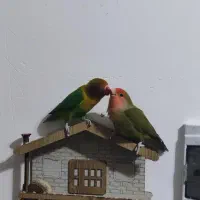 کوتوله 1350000