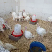 فروش بوقلمون زنده|حیوانات مزرعه|رشت, شهرک صنعتی|دیوار