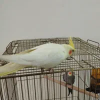 عروس هلندی ماده رام و دستی|پرنده|اردبیل, |دیوار