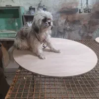 دوعددسگ شیتزوماده|سگ|شیراز, سلطان آباد|دیوار