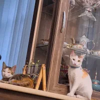 واگذاری گربه