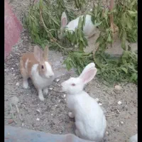 حرگوش ماده سفید 4تا فروش فوری