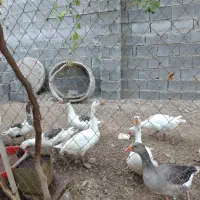 فروش غاز