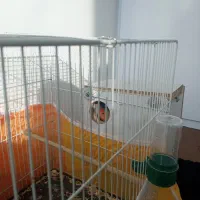 طوطی برزیلی جفت|پرنده|گلبهار, شهر جدید گلبهار|دیوار