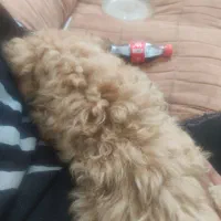 پودل دوماه فقط شش تومان فوری|سگ|اندیشه, اندیشه فاز ۵|دیوار