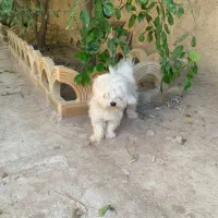 سگ پشمالو جوان|سگ|بوشهر, |دیوار