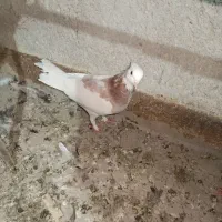 طوقی و پر|پرنده|شهرکرد, |دیوار