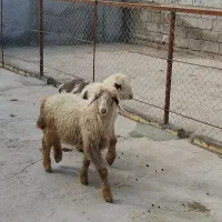 بره بختیاری