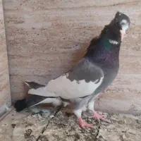 کبوتر ابلغ|پرنده|کرمانشاه, |دیوار