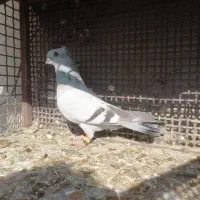 کفتر سبز شامی. وسیاه و  یال و پشت سیاه..