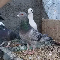 کفتر معاوضه