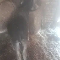 الاغ نر فروشی قیمت ۱۰ میلیون