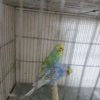 مرغ عشق رینبو|پرنده|قم, نخودی|دیوار