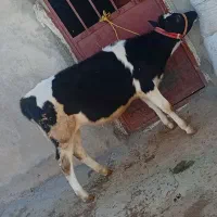 گوساله ماده سرحال ۶ماه|حیوانات مزرعه|دشت ذهاب, |دیوار
