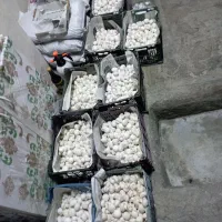 پخش عمده قارچ دکمه ای درجه یک